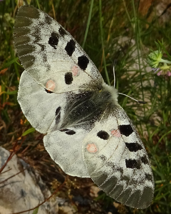 Parnassius apollo - Papilionidae